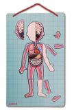 Janod Magnetické puzzle: Ľudské telo